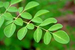 Moringa plant