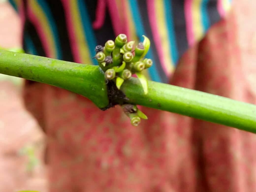 Two years after planting the coffee seedlings, coffee producers are now witnessing the first appearance of coffee cherries! Other highlights are...